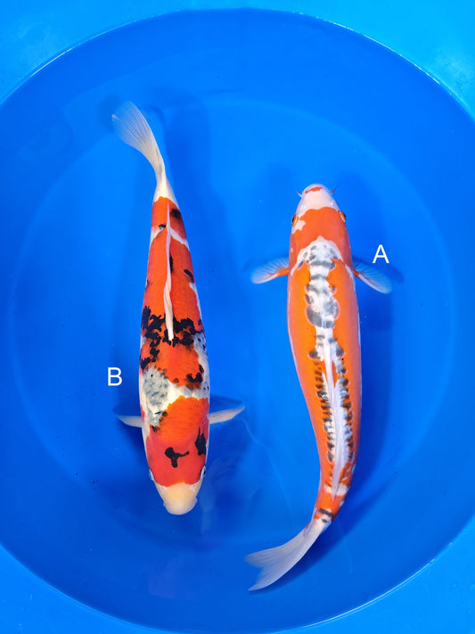 Maruhiro Shusui koi for sale at ChampKoi
