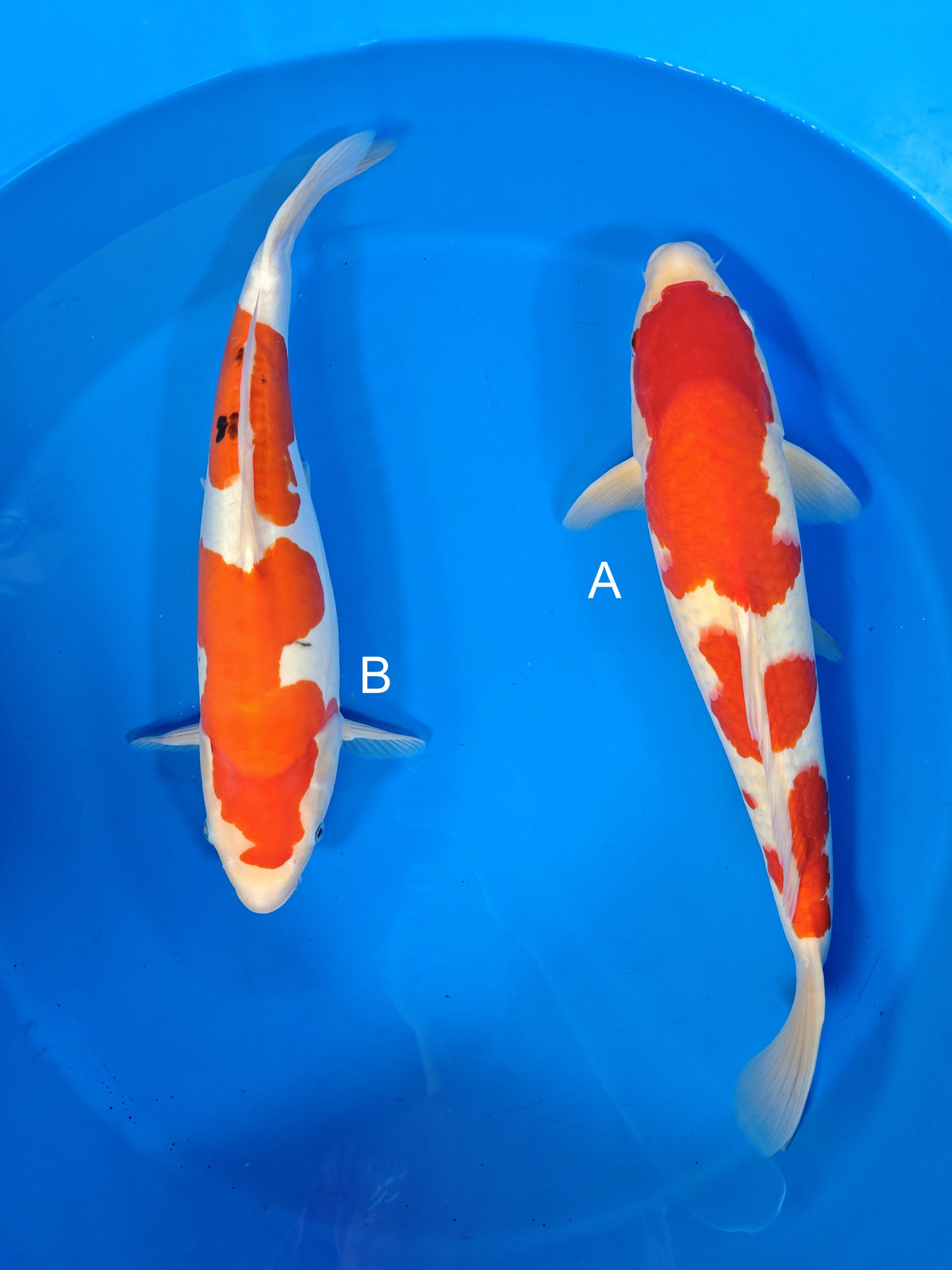Shinoda Kohaku koi for sale at ChampKoi