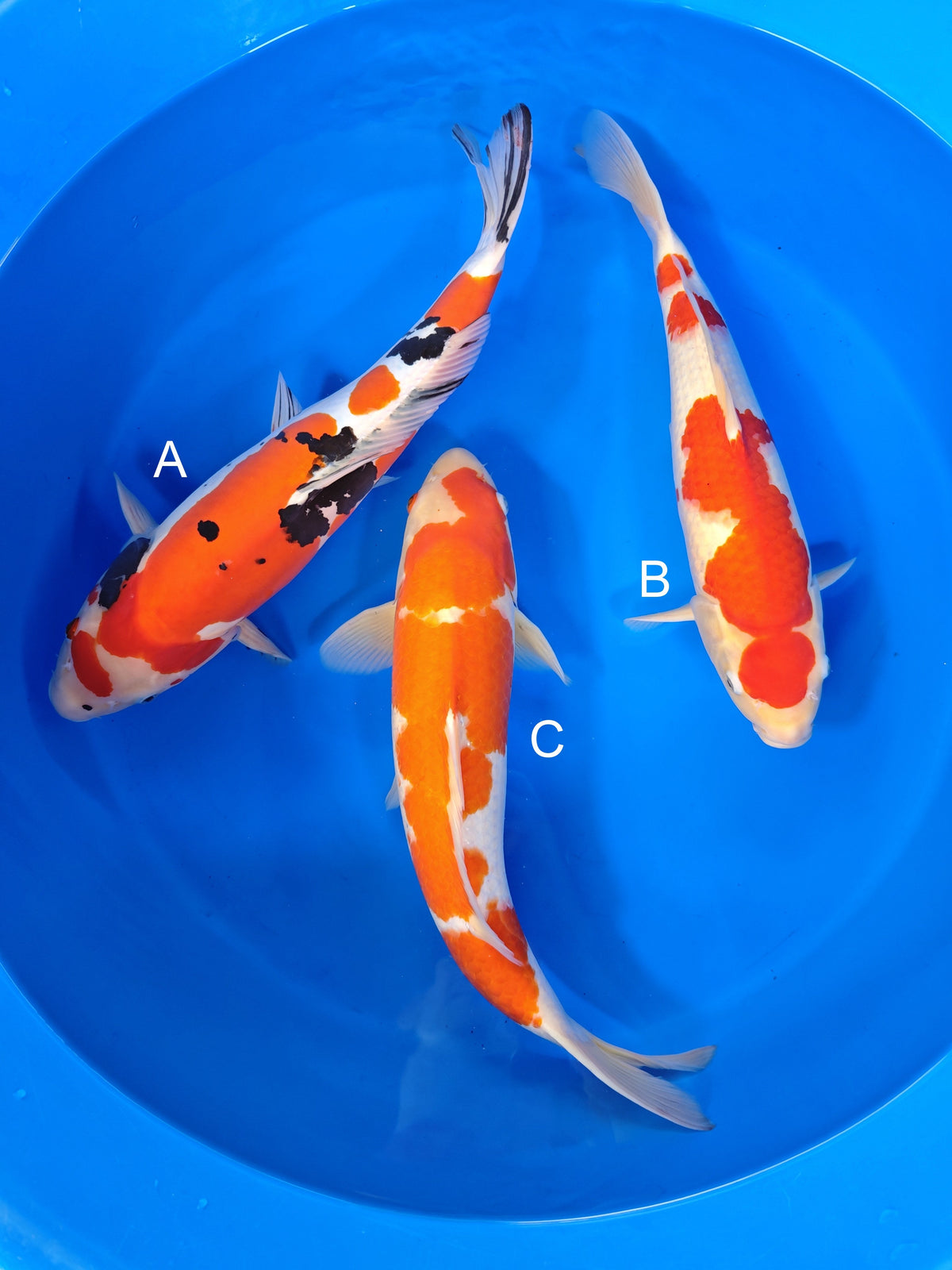 Shinoda Doitsu Sanke koi for sale at ChampKoi