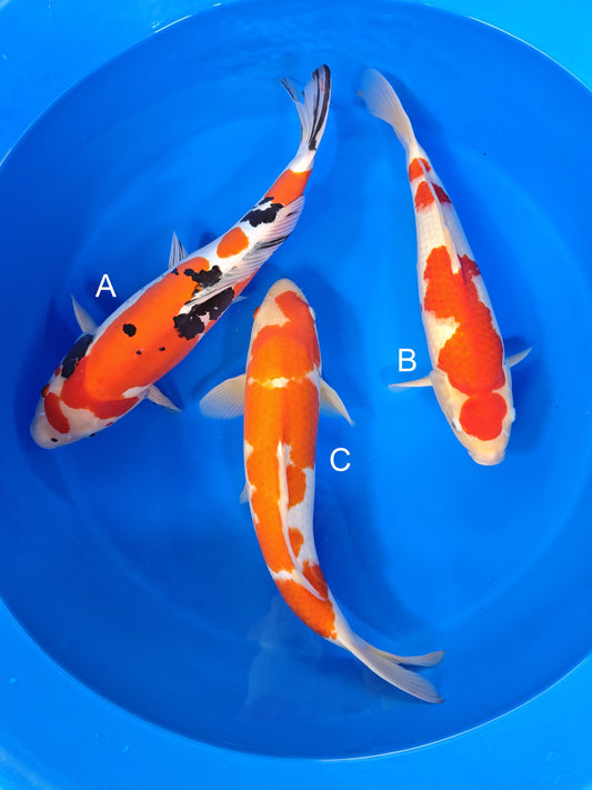 Shinoda Doitsu Sanke koi for sale at ChampKoi