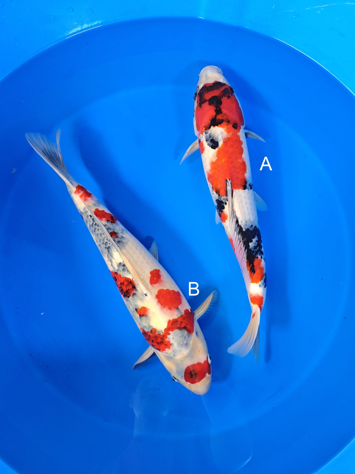 Isa Showa koi for sale at ChampKoi