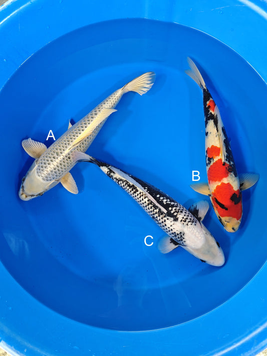 Isa Gin Matsuba koi for sale at ChampKoi