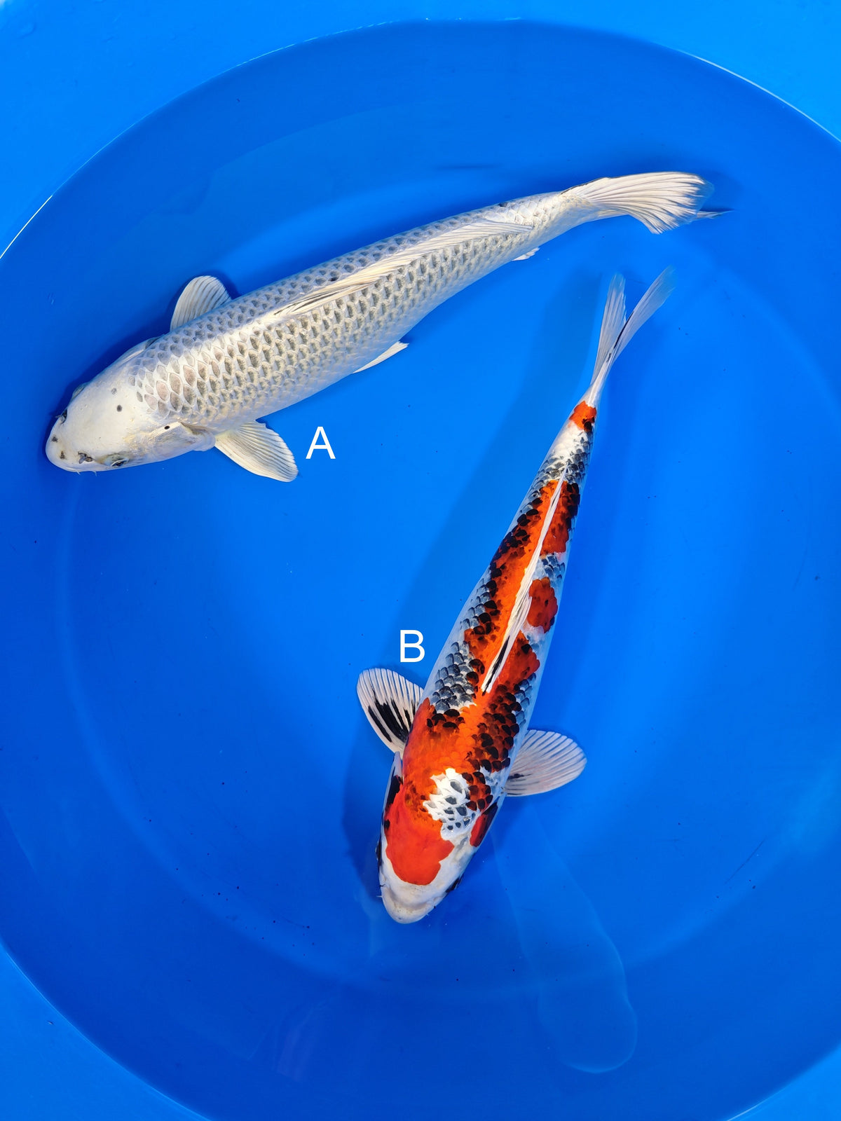 Kanno Gin Matsuba koi for sale at ChampKoi