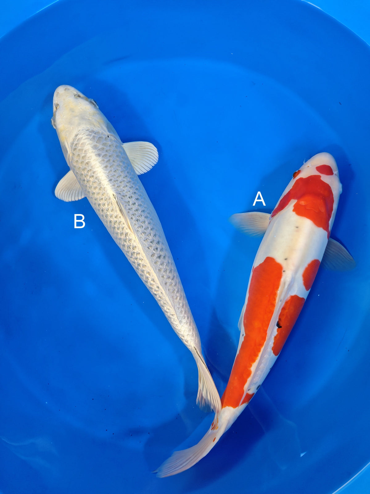 Shinoda Doitsu Sanke koi for sale at ChampKoi