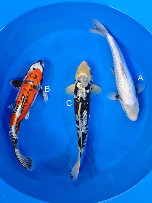 Ozumi Ikarashi Ginrin Matsukawabake koi for sale at ChampKoi