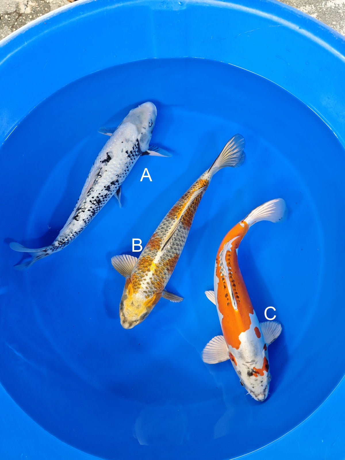 Ozumi Ikarashi Ginrin Matsukawabake koi for sale at ChampKoi