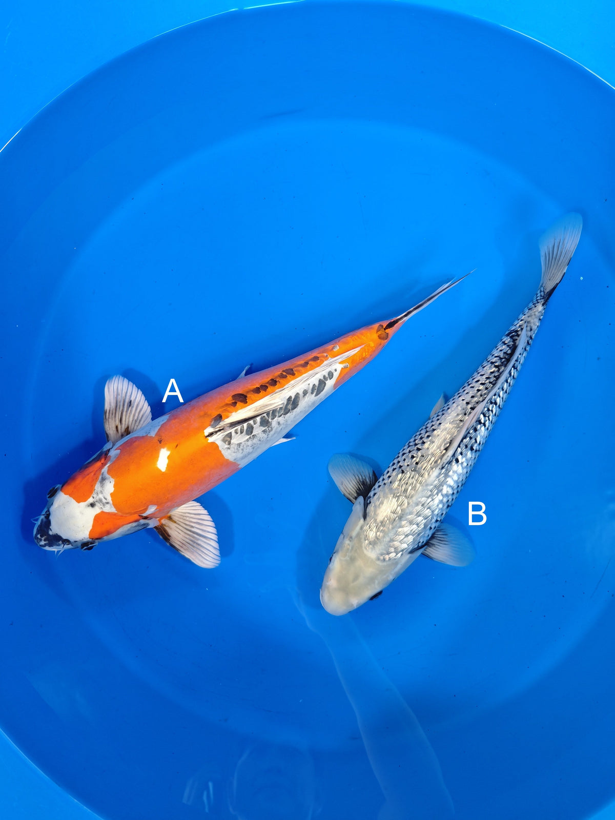 Ozumi Ikarashi Beni Kikokuryu koi for sale at ChampKoi