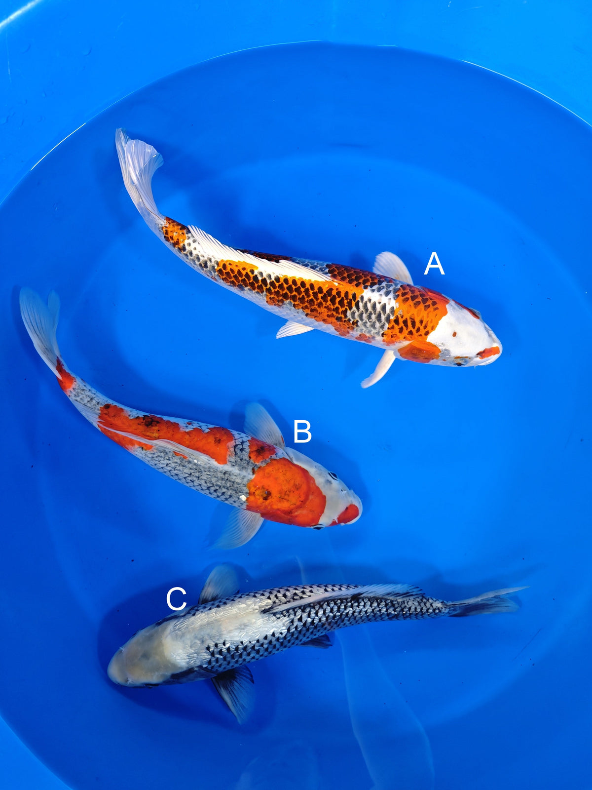 Ozumi Ikarashi Kujaku koi for sale at ChampKoi