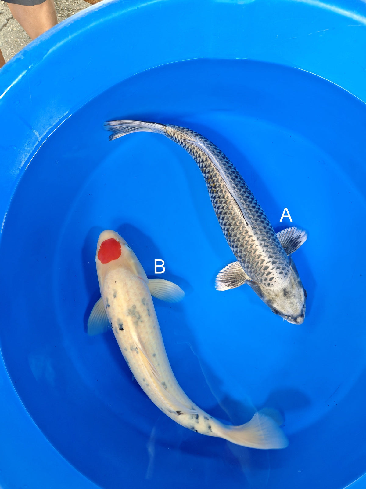 Ozumi Ikarashi Ginga koi for sale at ChampKoi