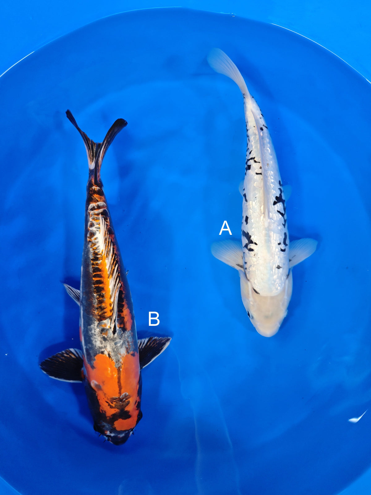 Ozumi Ikarashi Ginrin Kumonryu koi for sale at ChampKoi