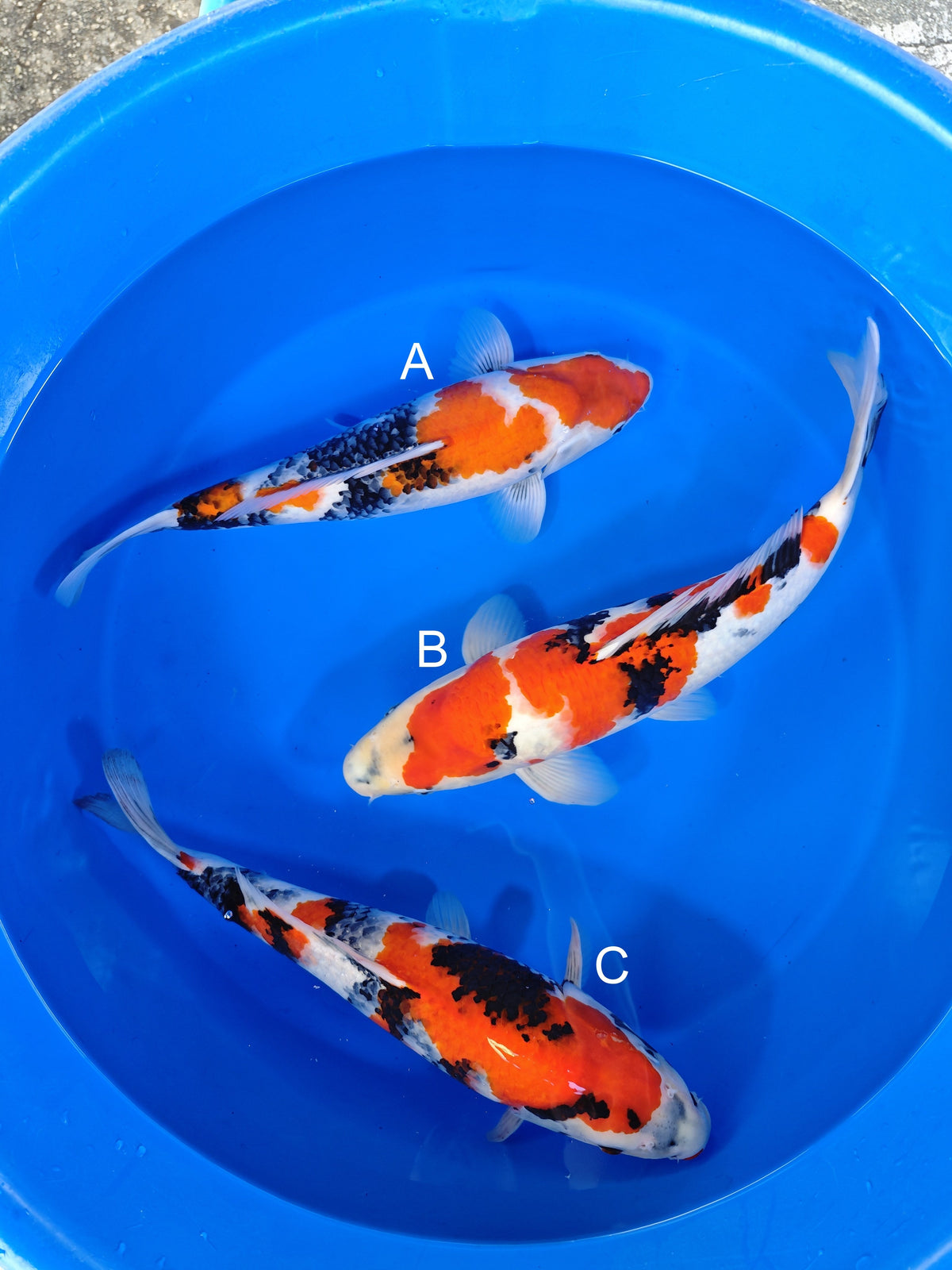 Isa Showa koi for sale at ChampKoi
