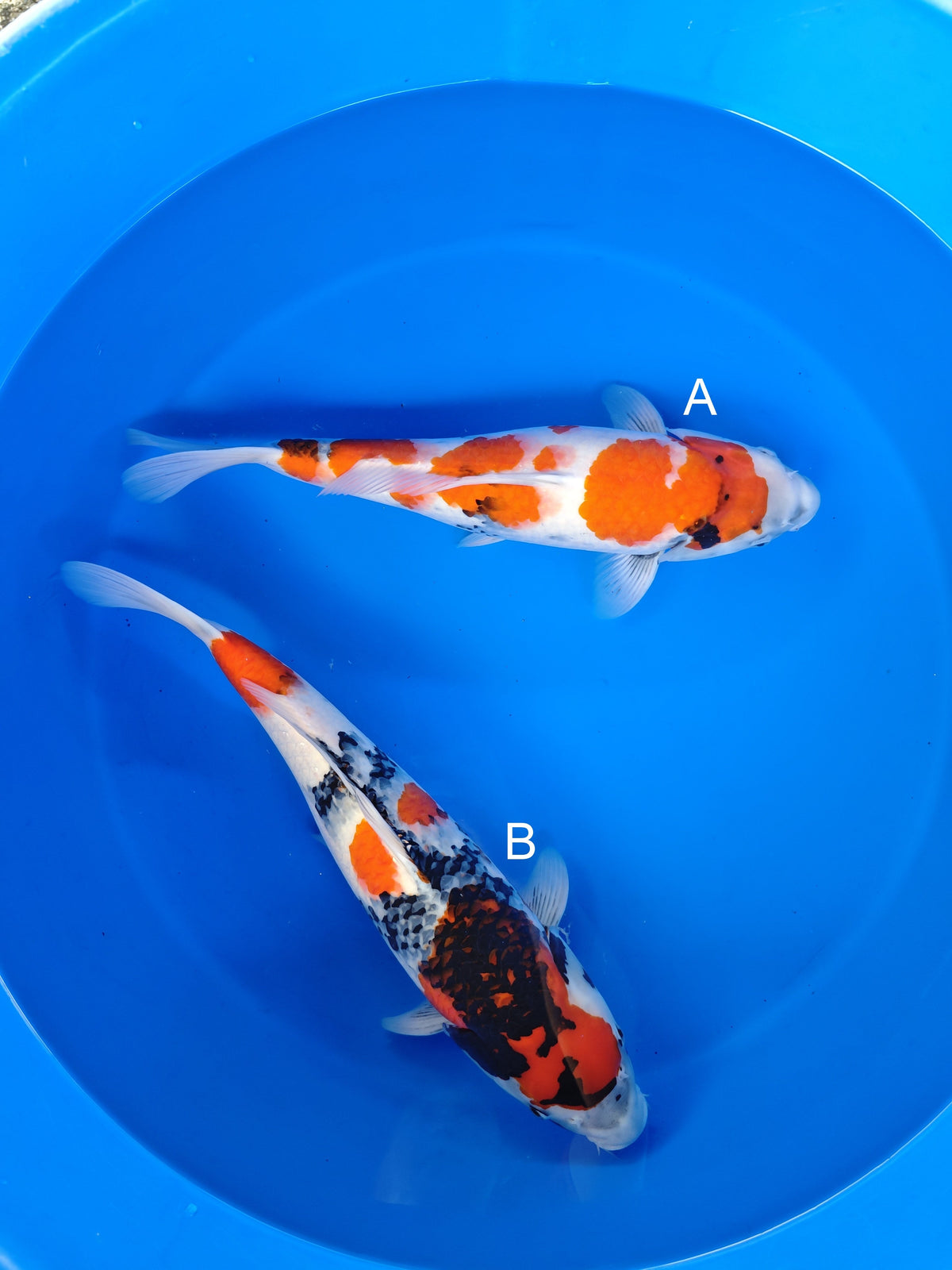 Isa Showa koi for sale at ChampKoi