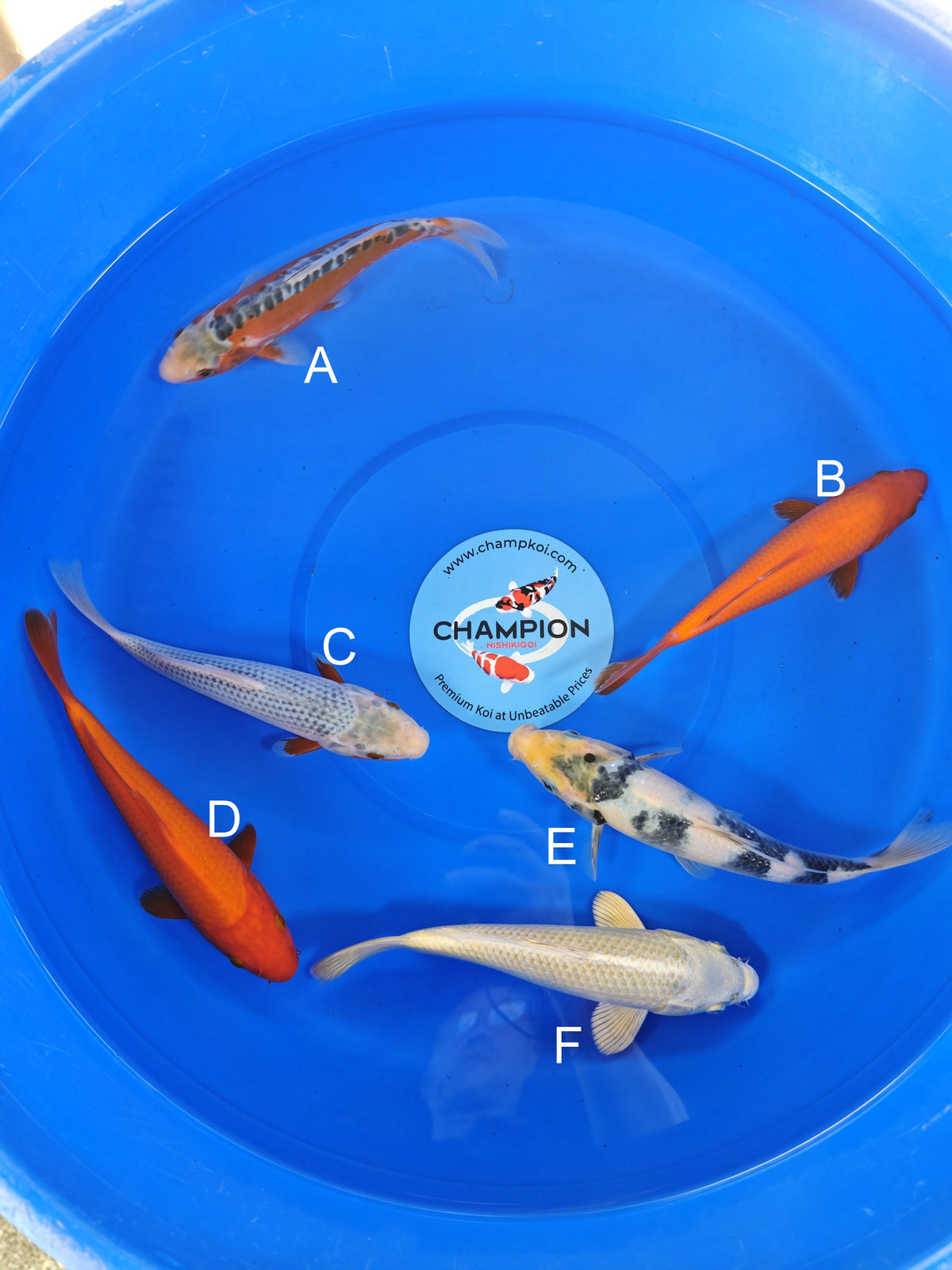 Ogata Shusui koi for sale — 20-25 cm at ChampKoi