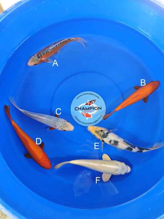 Ogata Shusui koi for sale — 20-25 cm at ChampKoi