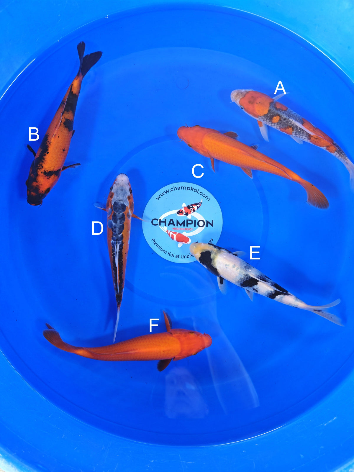 Ogata Goshiki koi for sale — 20-25 cm at ChampKoi
