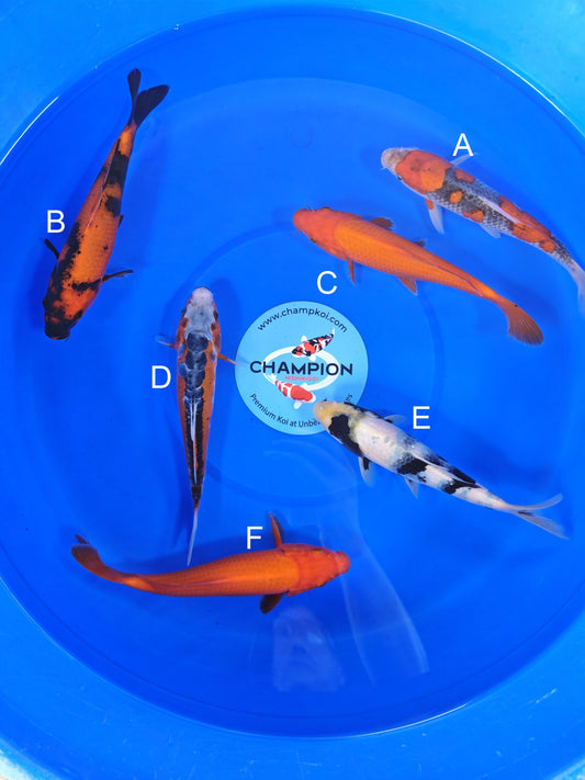 Ogata Goshiki koi for sale — 20-25 cm at ChampKoi