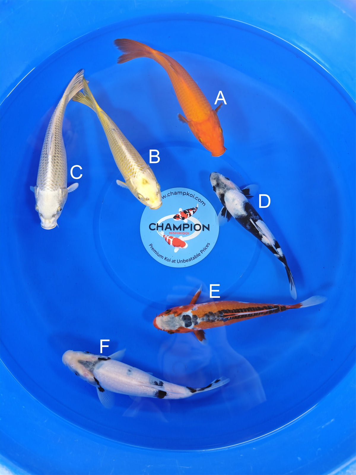 Ogata Benigoi koi for sale — 20-25 cm at ChampKoi