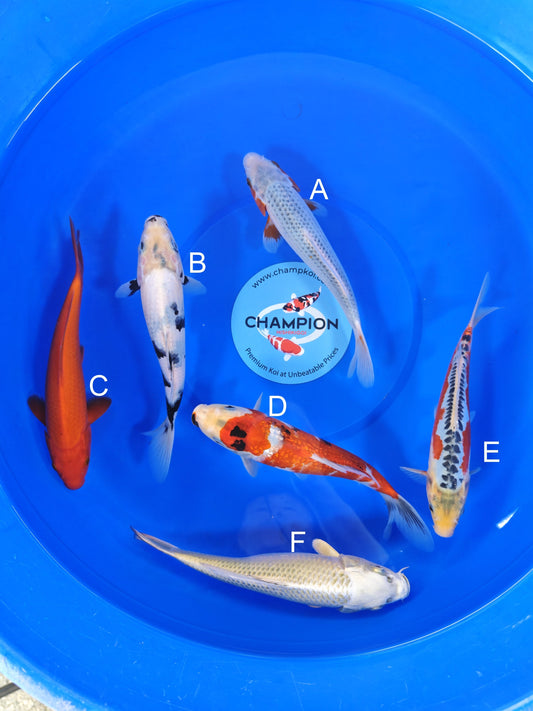 Ogata Asagi koi for sale — 20-25 cm at ChampKoi