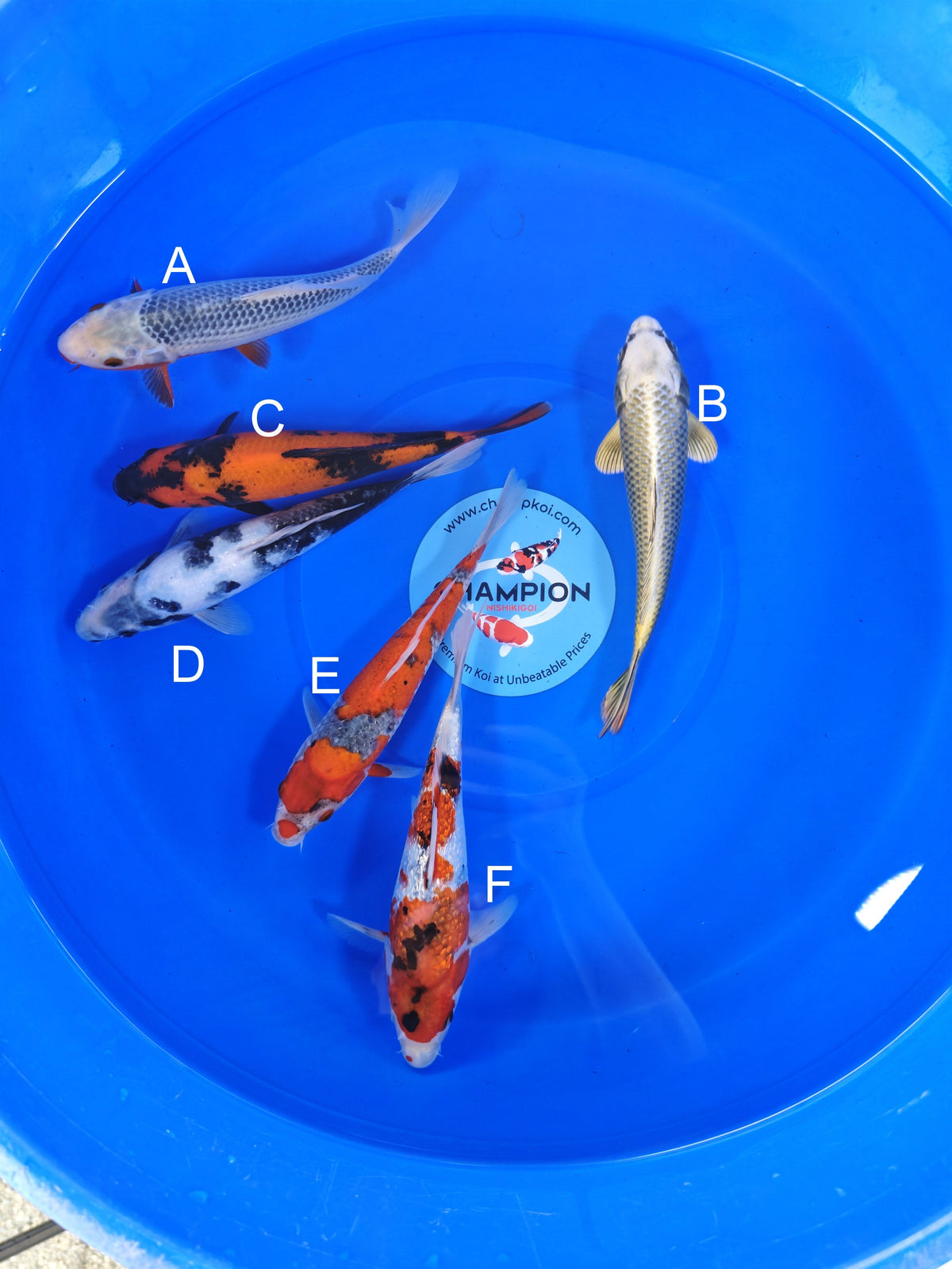 Ogata Asagi koi for sale — 20-25 cm at ChampKoi