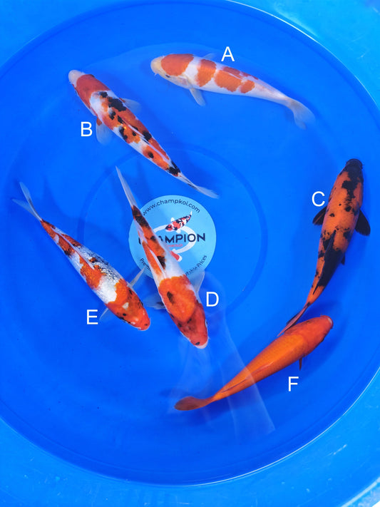 Ogata Kohaku koi for sale — 20-25 cm at ChampKoi