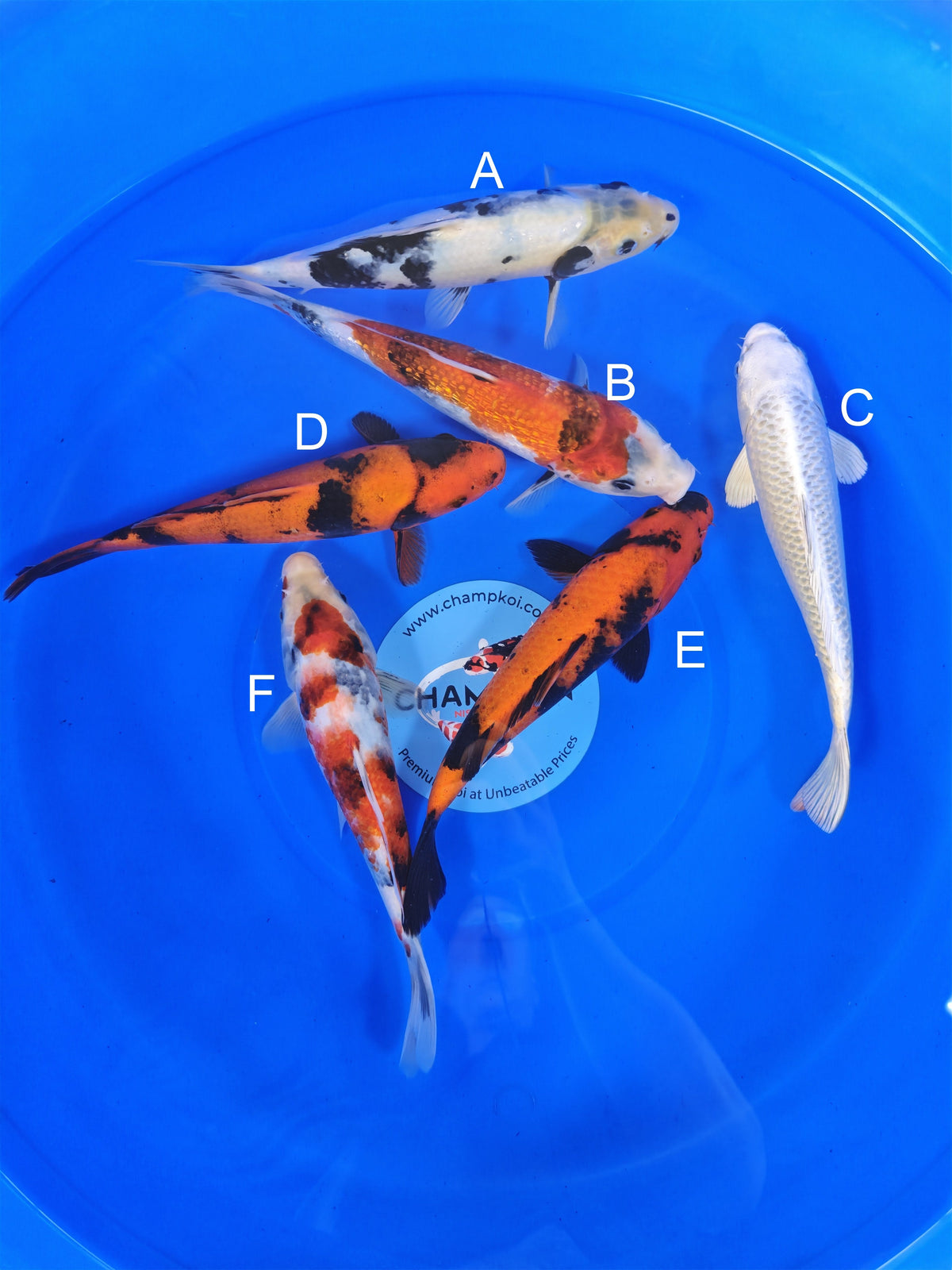 Ogata Shiro Utsuri koi for sale — 22-27 cm at ChampKoi