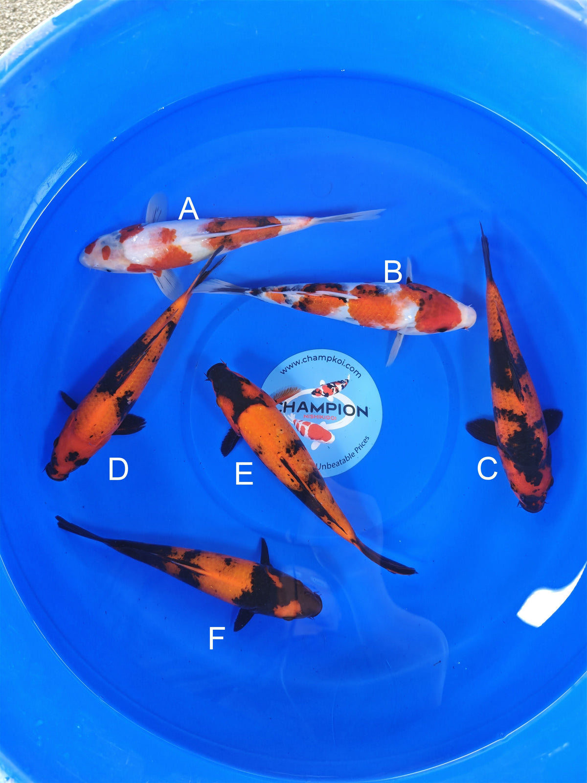 Ogata Showa koi for sale — 22-27 cm at ChampKoi