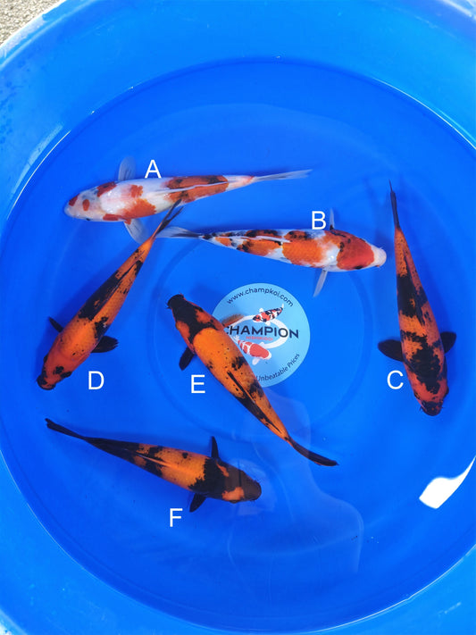 Ogata Showa koi for sale — 22-27 cm at ChampKoi