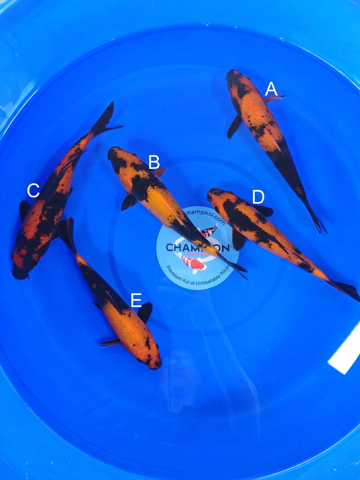 Ogata Hi Utsuri koi for sale — 22-27 cm at ChampKoi