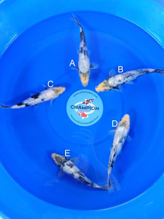 Omosako Shiro Utsuri koi for sale — 20-22 cm at ChampKoi