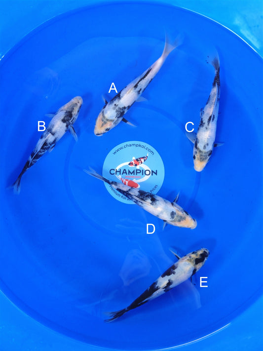 Omosako Shiro Utsuri koi for sale — 20-22 cm at ChampKoi