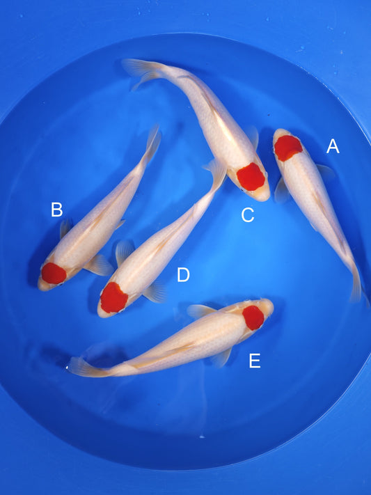 Koi fish for sale — 30-35 cm Torazo Tancho Kohaku at ChampKoi