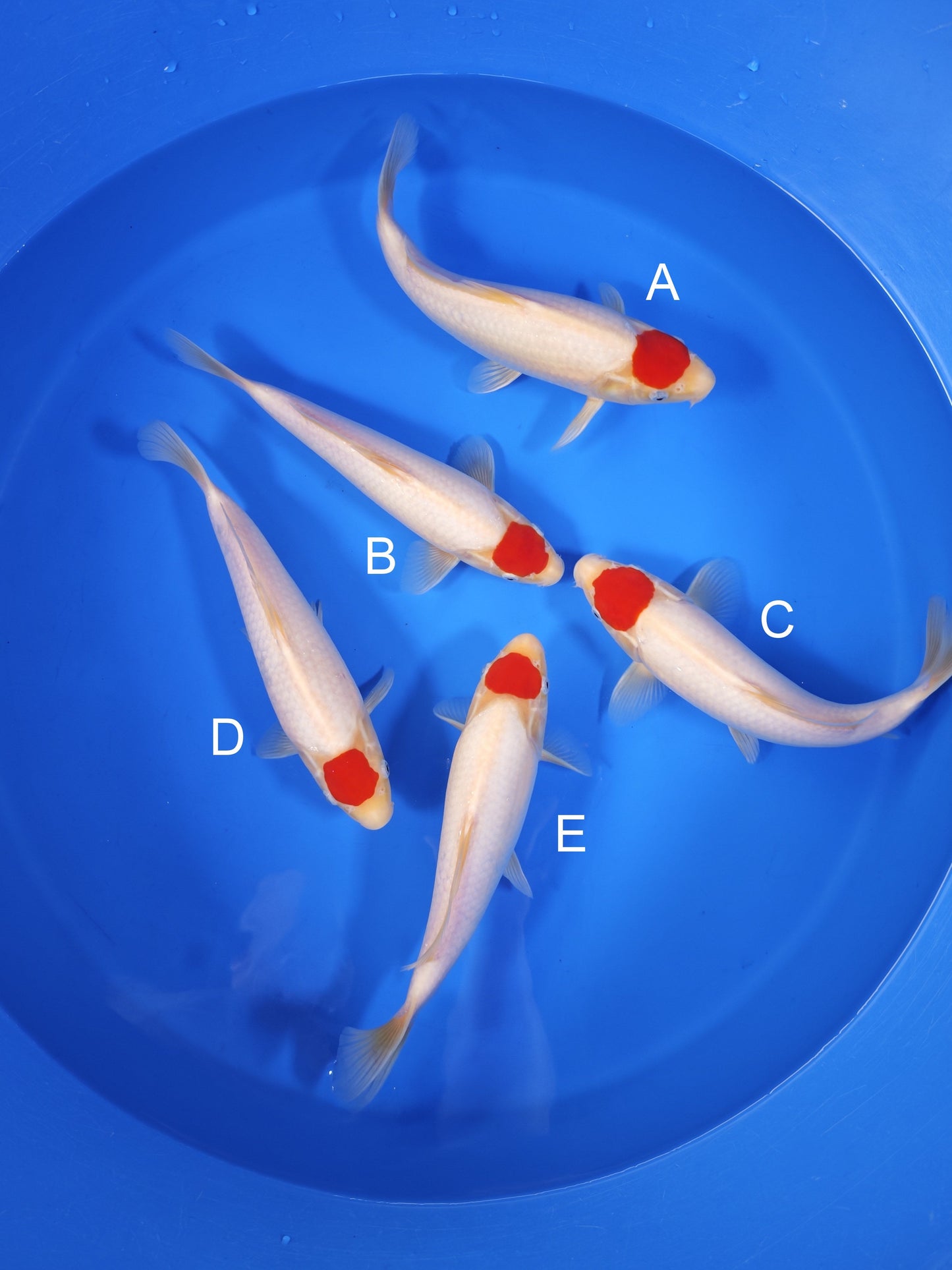 Koi fish for sale — 30-35 cm Torazo Tancho Kohaku at ChampKoi