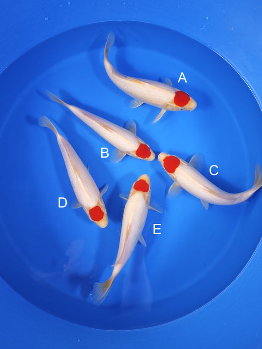 Koi fish for sale — 30-35 cm Torazo Tancho Kohaku at ChampKoi