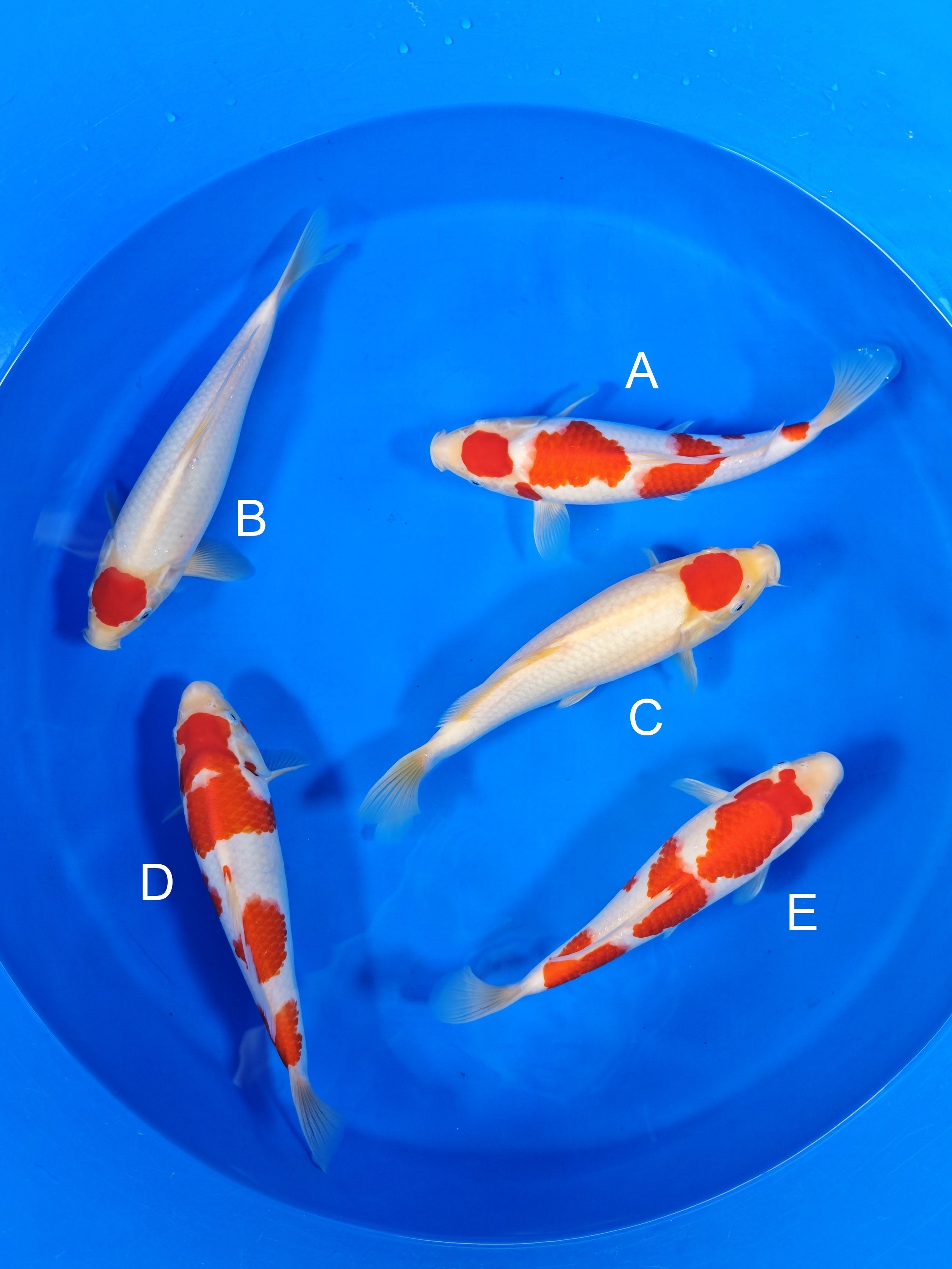 クオリア kohaku 2026TRZ-003: 30-33cm Torazo Kohaku | ChampKoi - Champion Nishikigoi