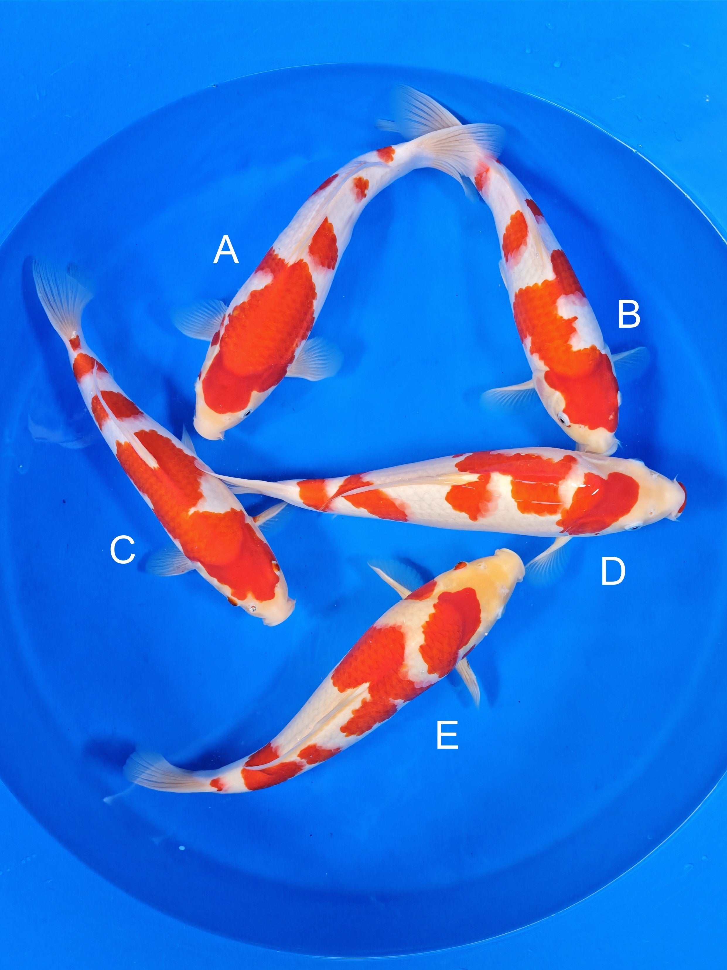 2026TRZ-004: 32-35cm Torazo Kohaku | ChampKoi - Champion Nishikigoi