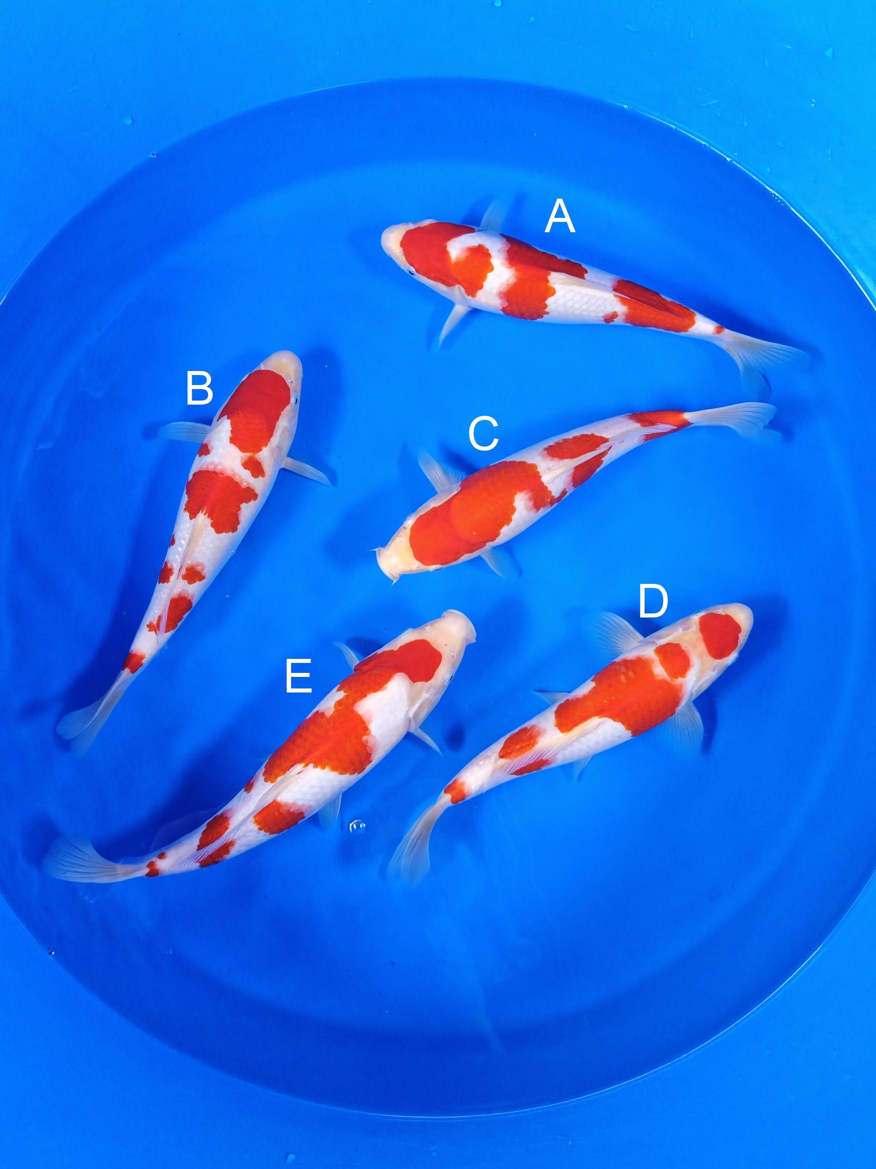 2026TRZ-005: 32-35cm Torazo Kohaku | ChampKoi - Champion Nishikigoi
