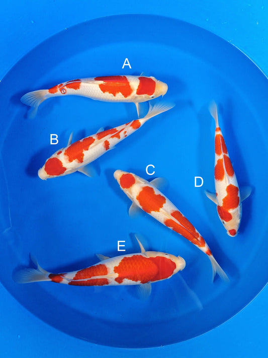 Koi fish for sale — 32-35 cm Torazo Kohaku at ChampKoi