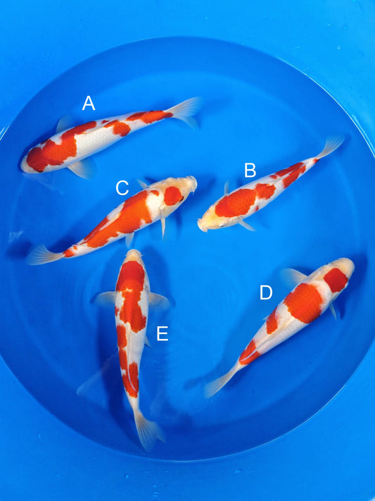 Koi fish for sale — 32-35 cm Torazo Kohaku at ChampKoi