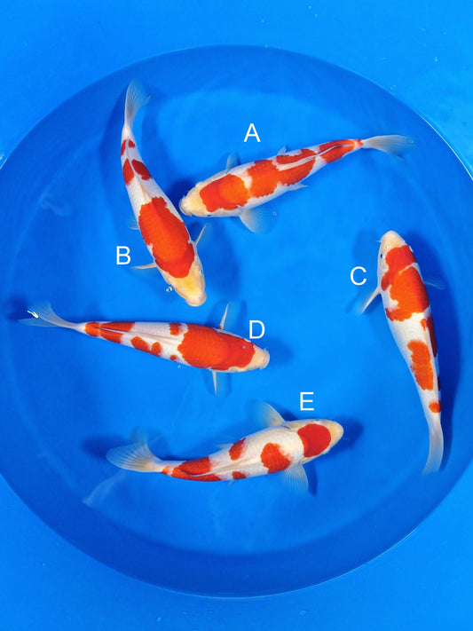 Koi fish for sale — 32-35 cm Torazo Kohaku at ChampKoi