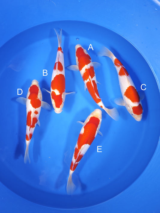 Koi fish for sale — 32-35 cm Torazo Kohaku at ChampKoi