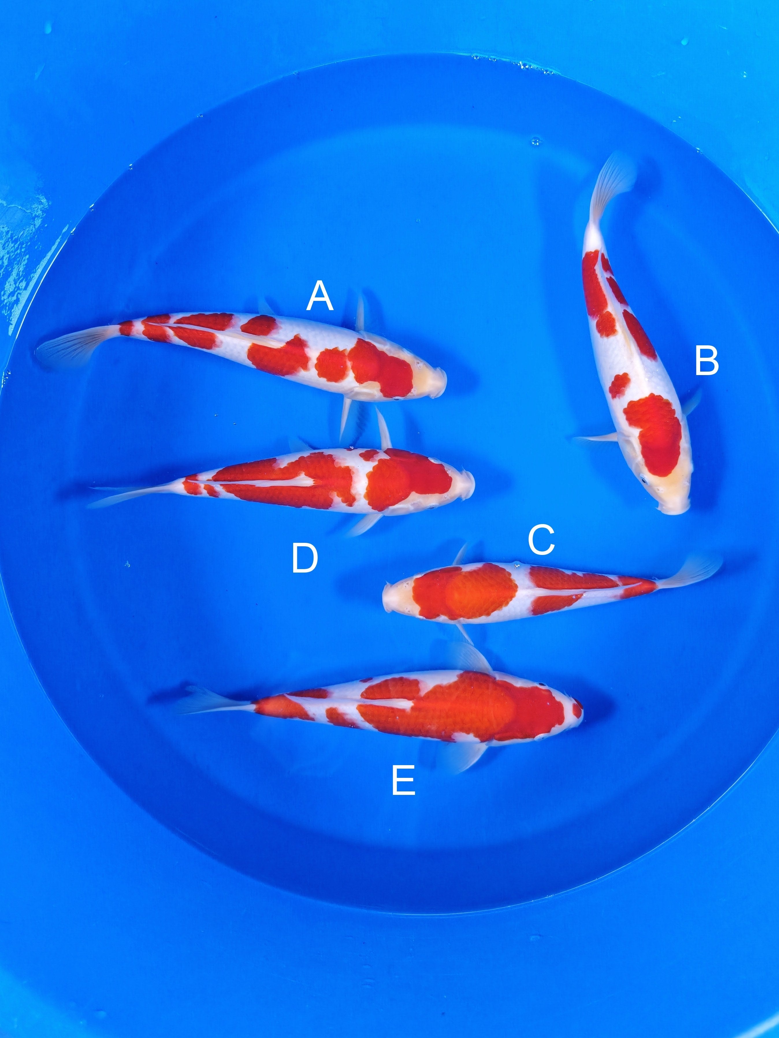 ツルバイマリコオイカワ　Goldfish Live Thai Fancy Goldfish for Sale. — Coast Gem USA