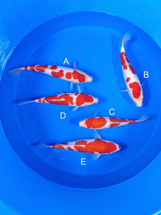 Koi fish for sale — 32-35 cm Torazo Kohaku at ChampKoi