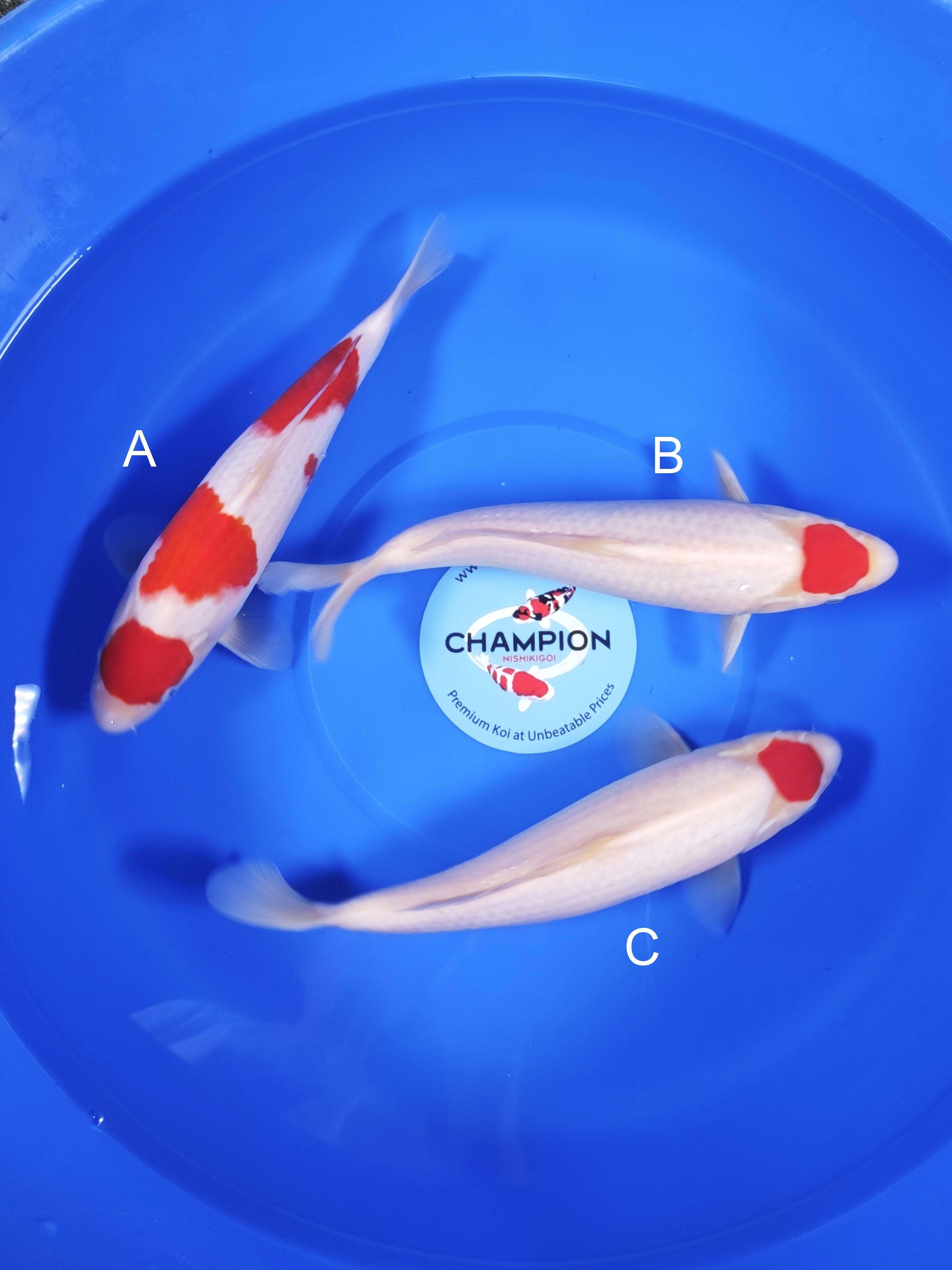 2026TRZ-011: 25-30cm Torazo Kohaku | ChampKoi - Champion Nishikigoi