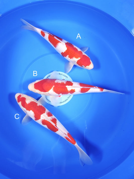 Koi fish for sale — 25-30 cm Torazo Kohaku at ChampKoi