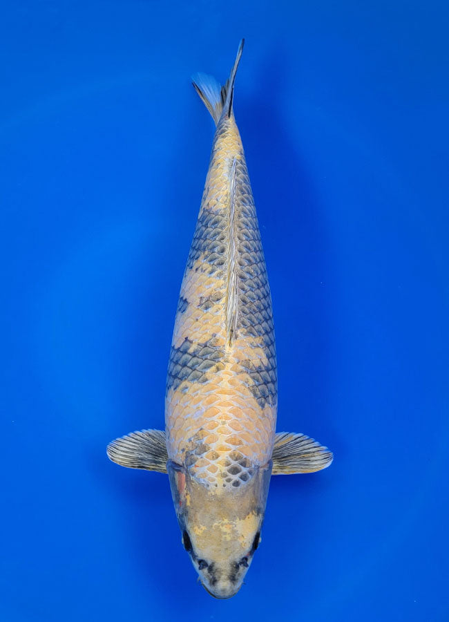 Koi Variety Encyclopedia - Champion Nishikigoi