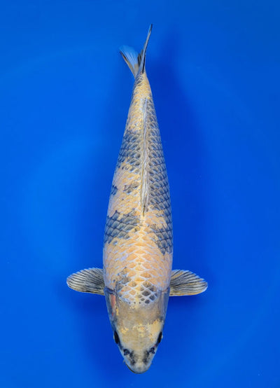 Kin Ki Utsuri