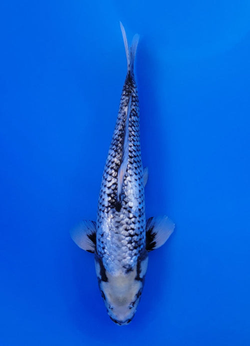 Matsukawabake - image 2
