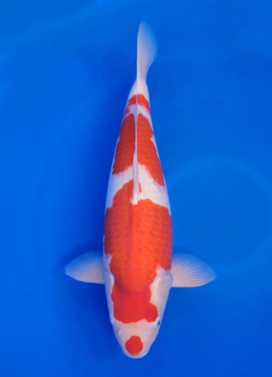24G-209 Kohaku
