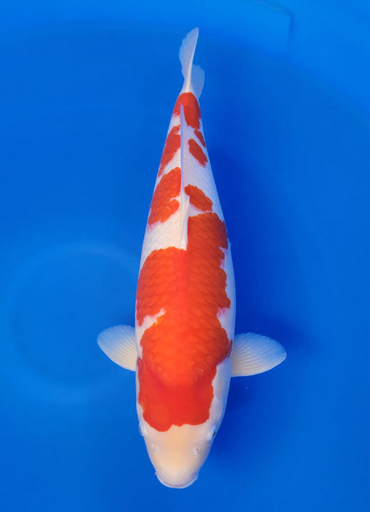 24G-210 Kohaku
