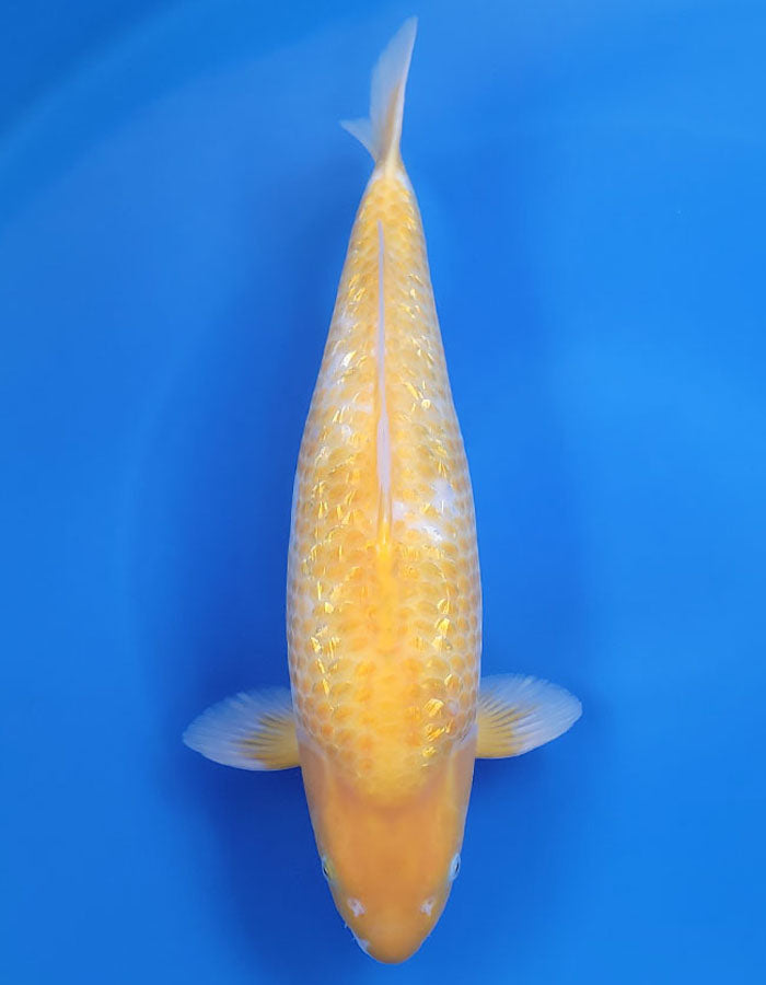 Japanese koi listing 25A-001 Golden Corn from Taniguchi koi farm, containing Golden Corn at champkoi.com